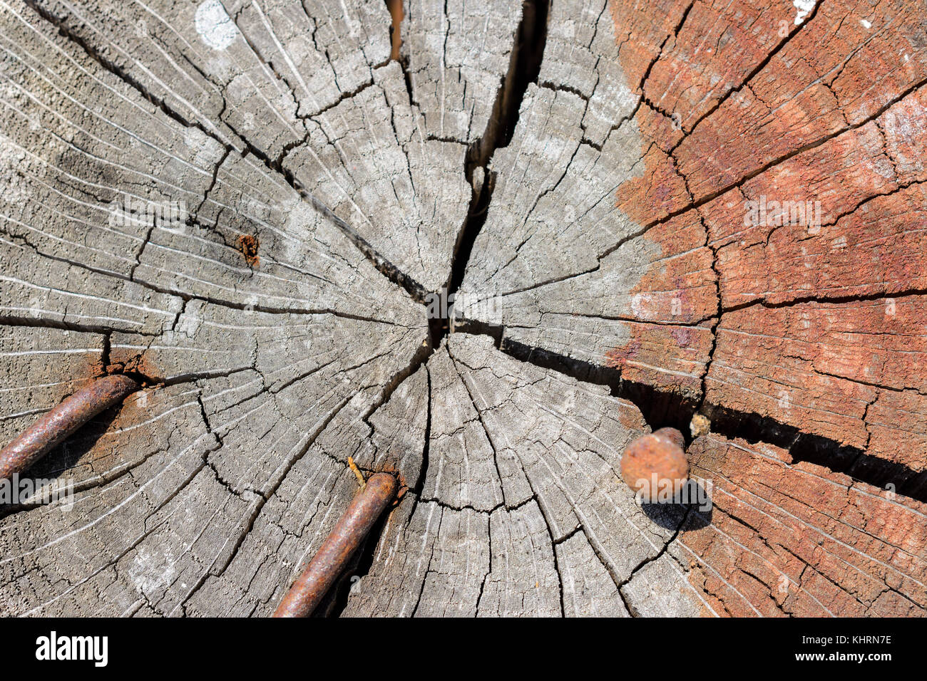 Extreme close-up d'anneaux de croissance radiale et fentes sur la fin d'un journal avec rusty nails Banque D'Images