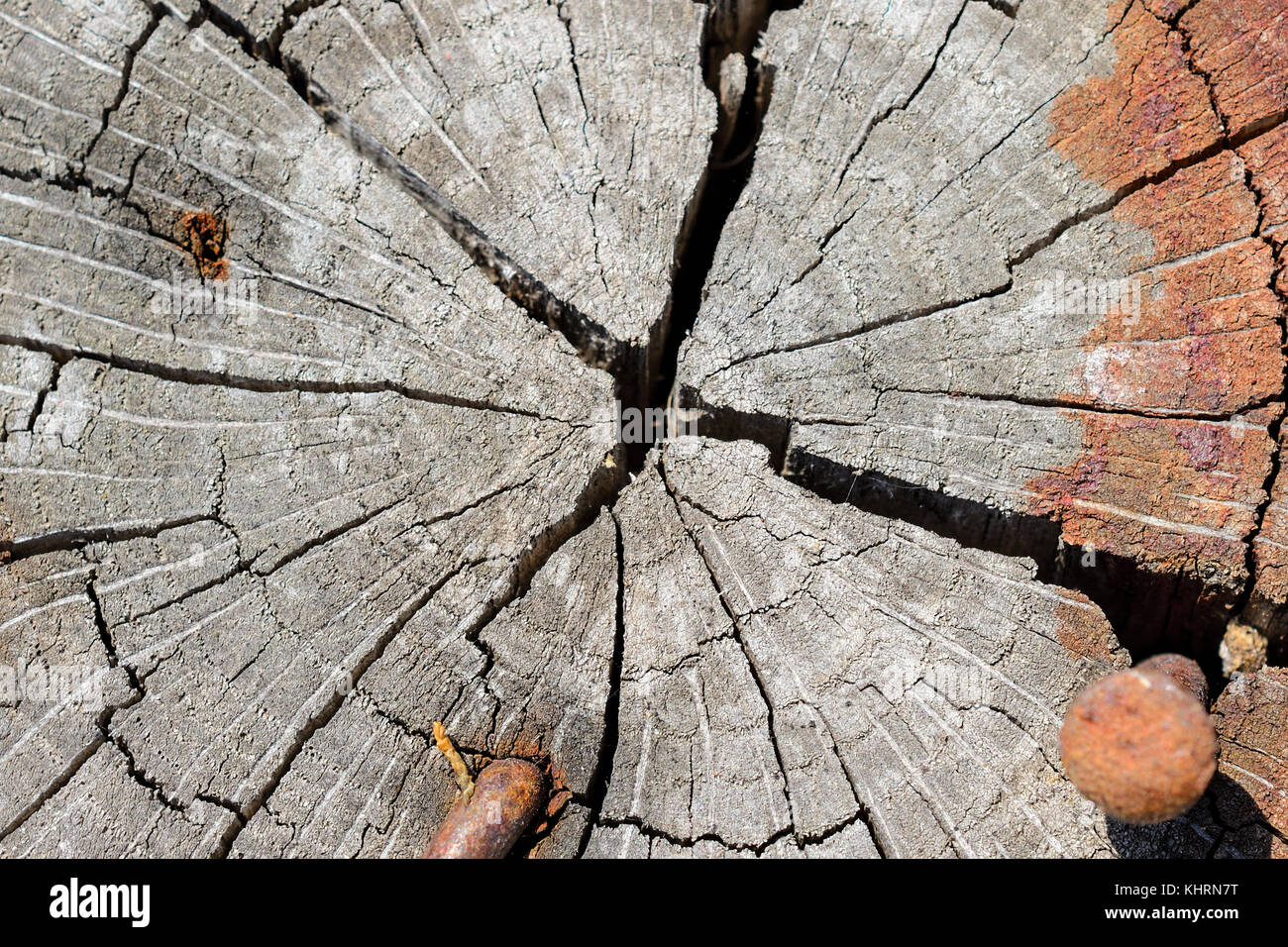 Close-up d'anneaux de croissance radiale et fentes sur la fin d'un journal avec rusty nails Banque D'Images