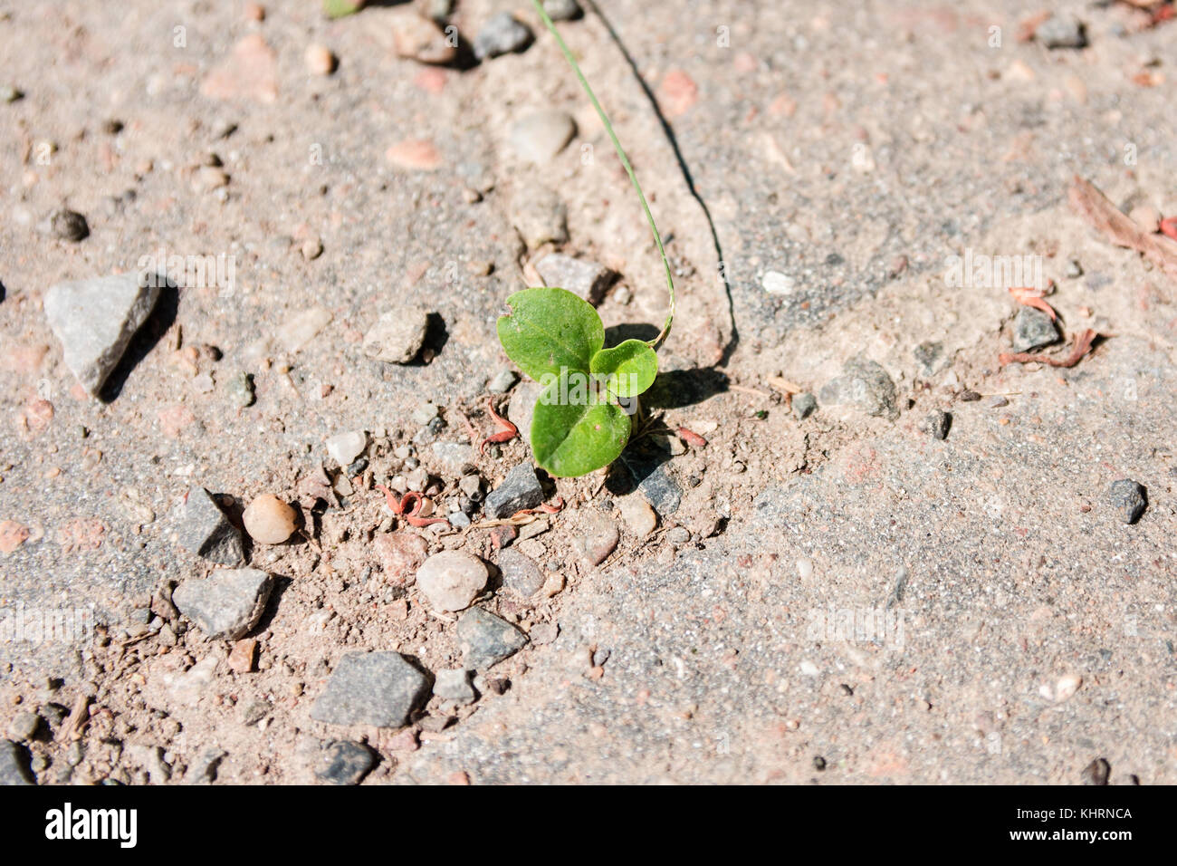 Close-up de la petite plante verte qui poussent à travers les fissures du béton d'asphalte Banque D'Images
