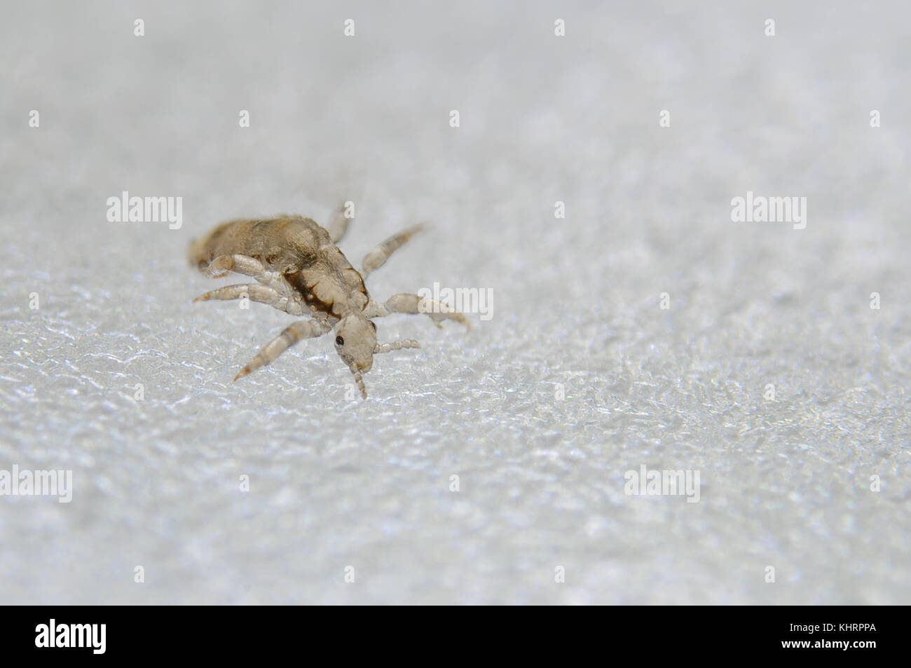 Poux de tête. Ectoparasite de sucer le sang humain. Les poux de tête. Banque D'Images Poux de tête. Ectoparasite de sucer le sang humain. Les poux de tête. Banque D'Images