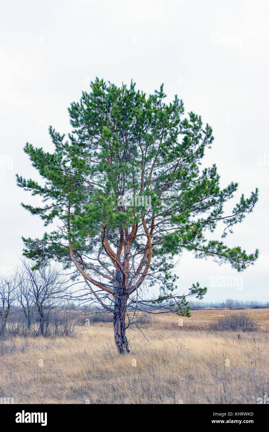 Pinus sylvestris Pin simple. Banque D'Images