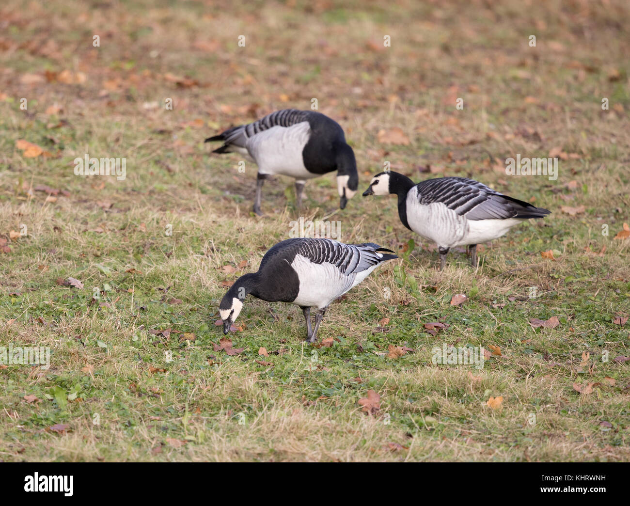 La bernache nonnette (Branta leucopsis),,,Mid Wales Welshpool Banque D'Images