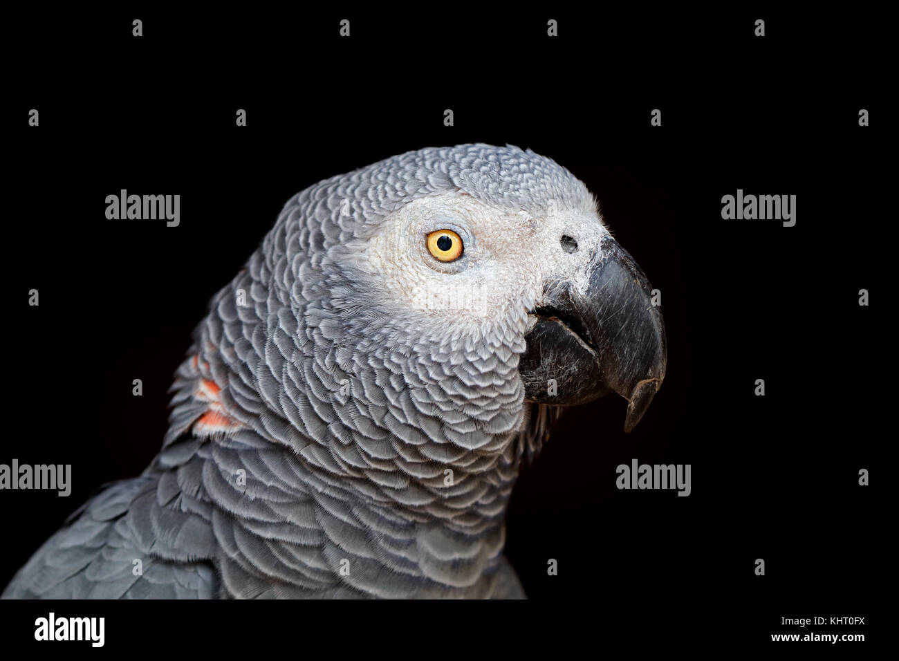 Portrait d'un perroquet gris d'Afrique (Psittacus erithacus) sur noir Banque D'Images