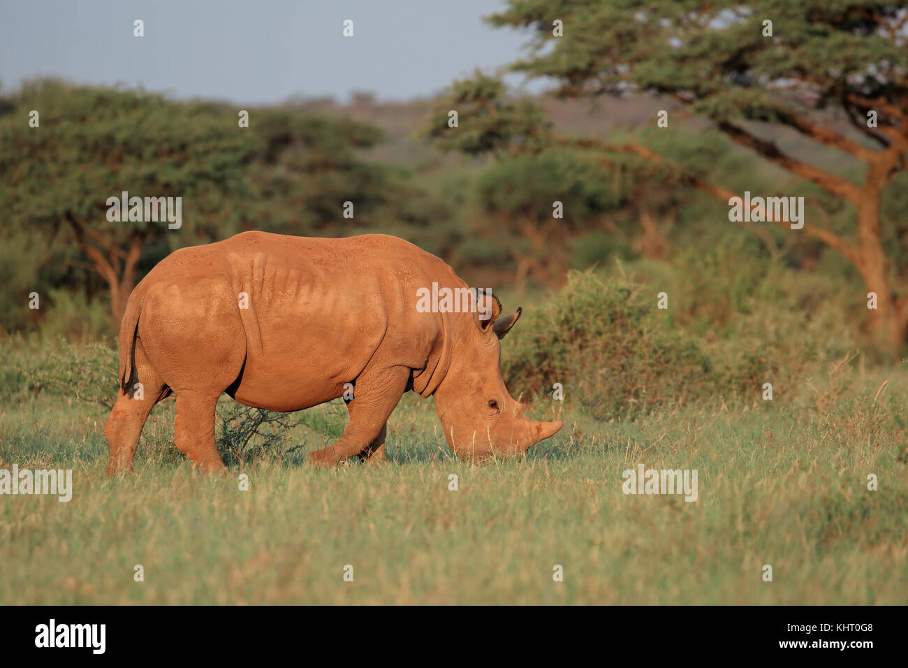 Un rhinocéros blanc (Ceratotherium simum) pâturage dans l'habitat naturel, l'Afrique du Sud Banque D'Images