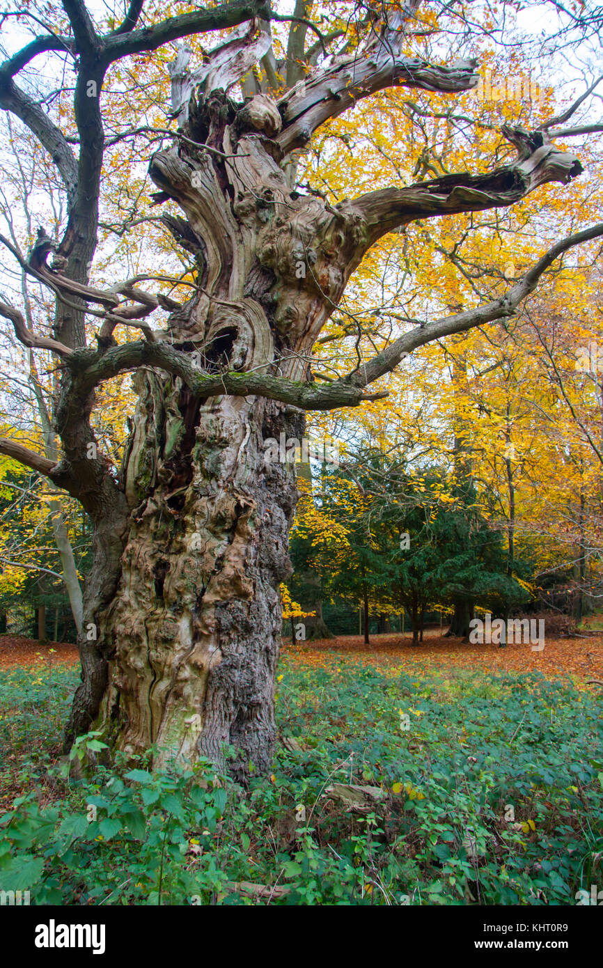 Quercus robur, communément connu sous le chêne commun, le chêne pédonculé, le chêne ou chêne anglais Banque D'Images