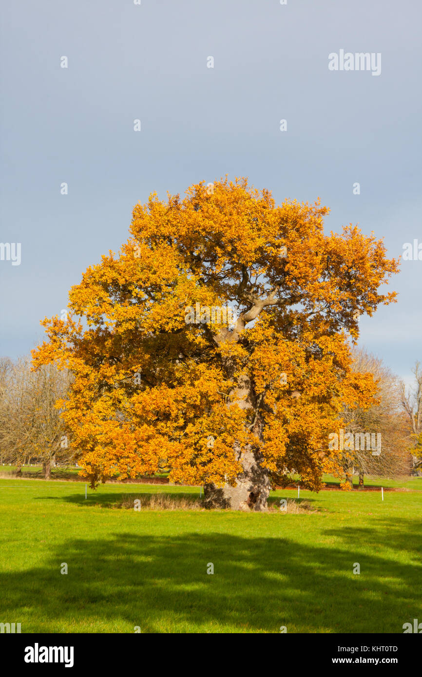 Quercus robur, communément connu sous le chêne commun, le chêne pédonculé, le chêne ou chêne anglais Banque D'Images