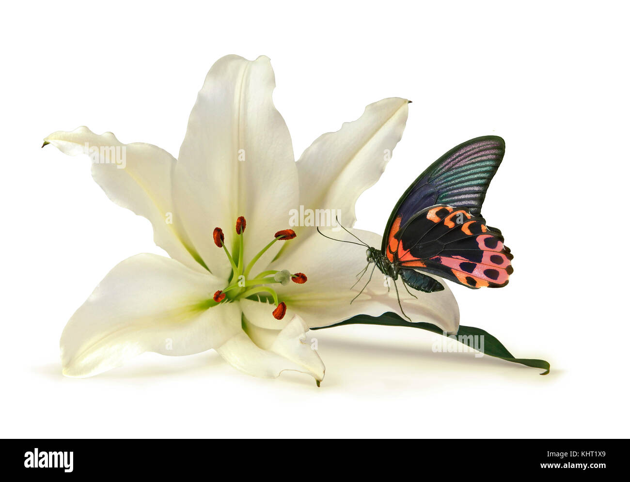 Moment tranquille avec lys blanc et beau papillon Banque D'Images