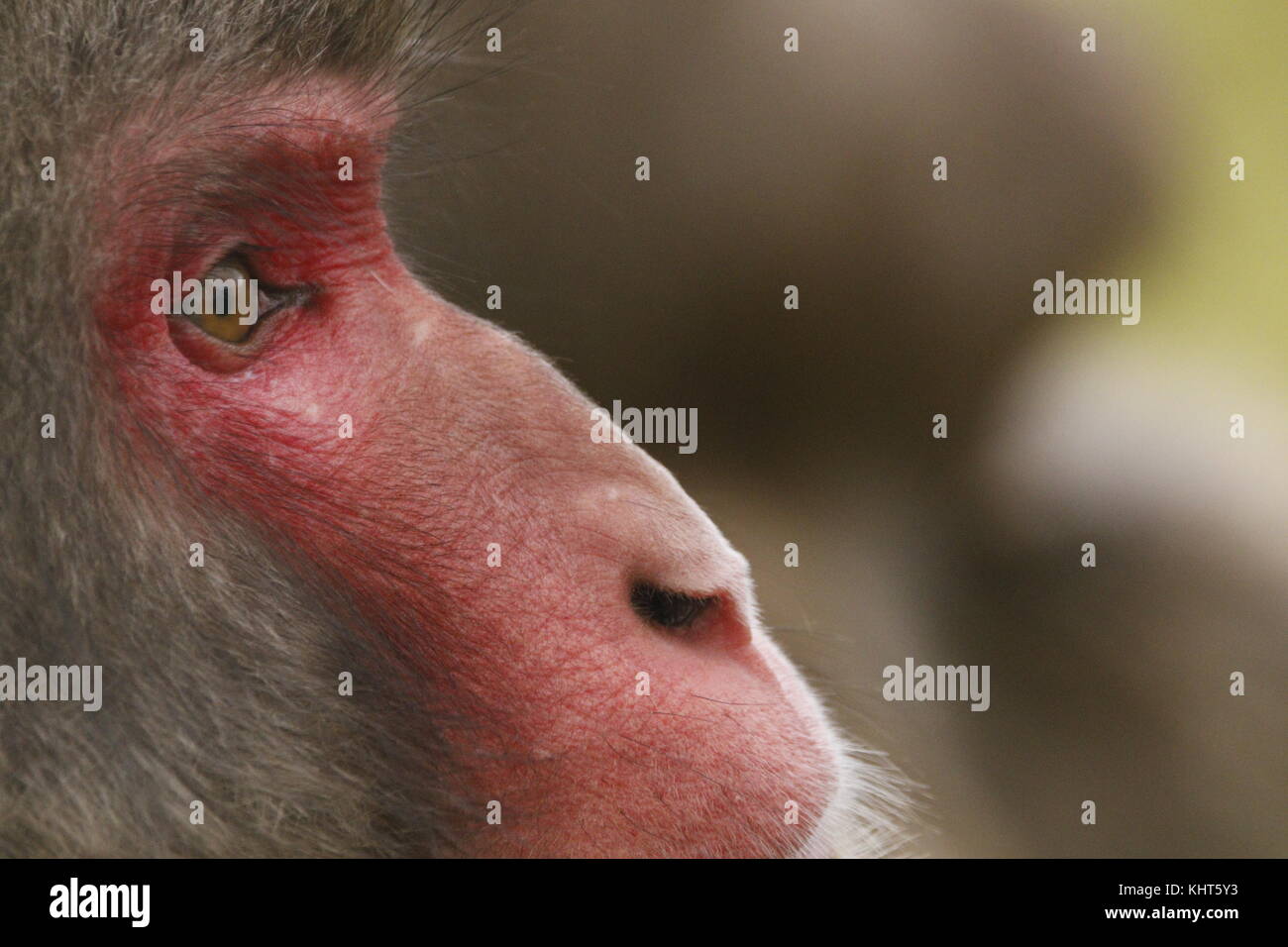 Snow monkeys, macaque japonais, Macaca fuscata, captive, jeunes, vieux, Close up portraits, seul et en groupe familial avec arrière-plan flou Banque D'Images