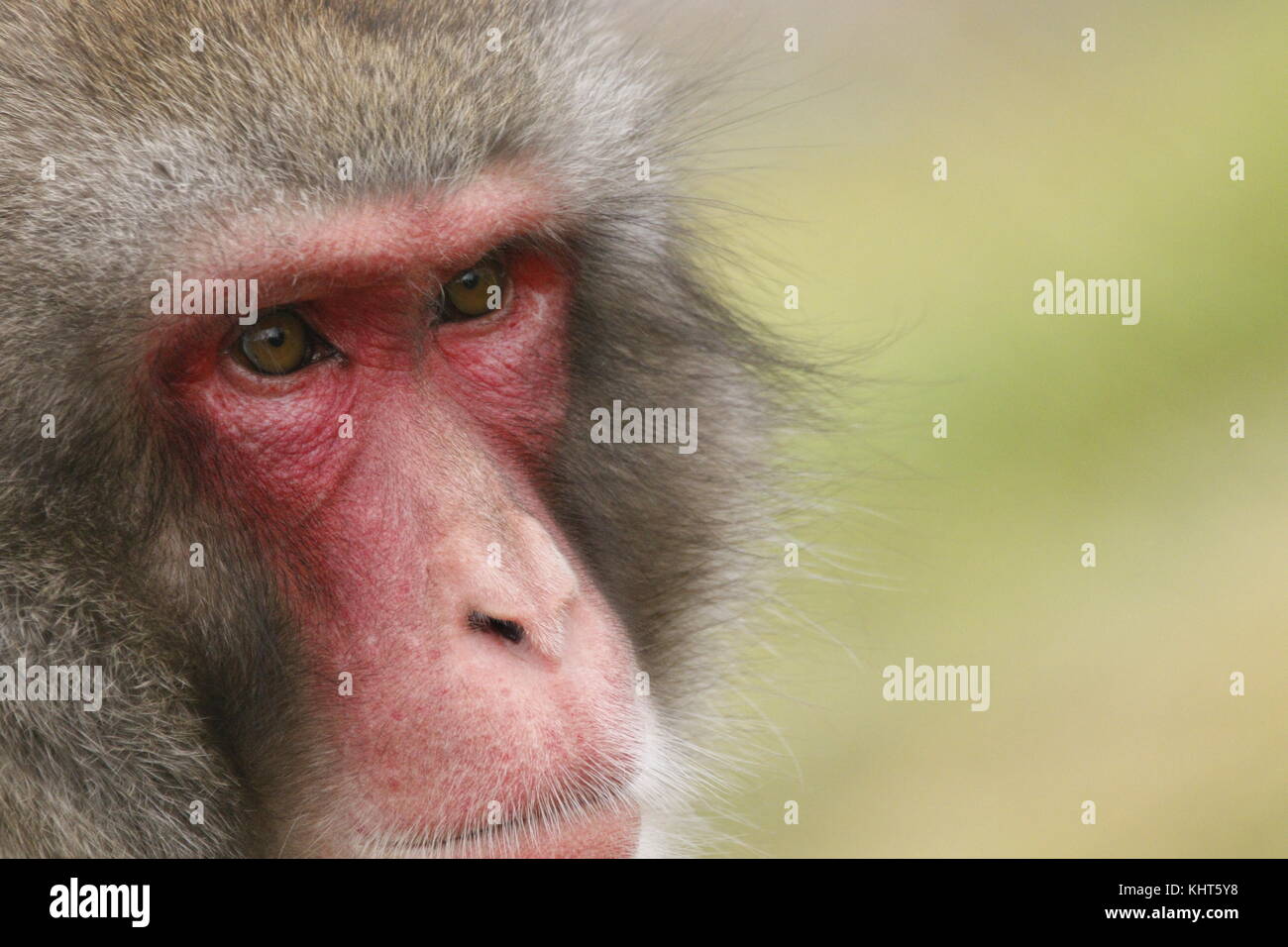 Snow monkeys, macaque japonais, Macaca fuscata, captive, jeunes, vieux, Close up portraits, seul et en groupe familial avec arrière-plan flou Banque D'Images