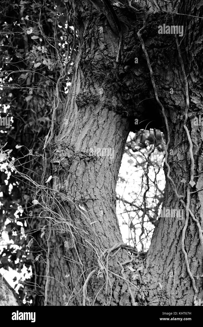 Les souches d'arbre dans le trou noir et blanc ligne Banque D'Images