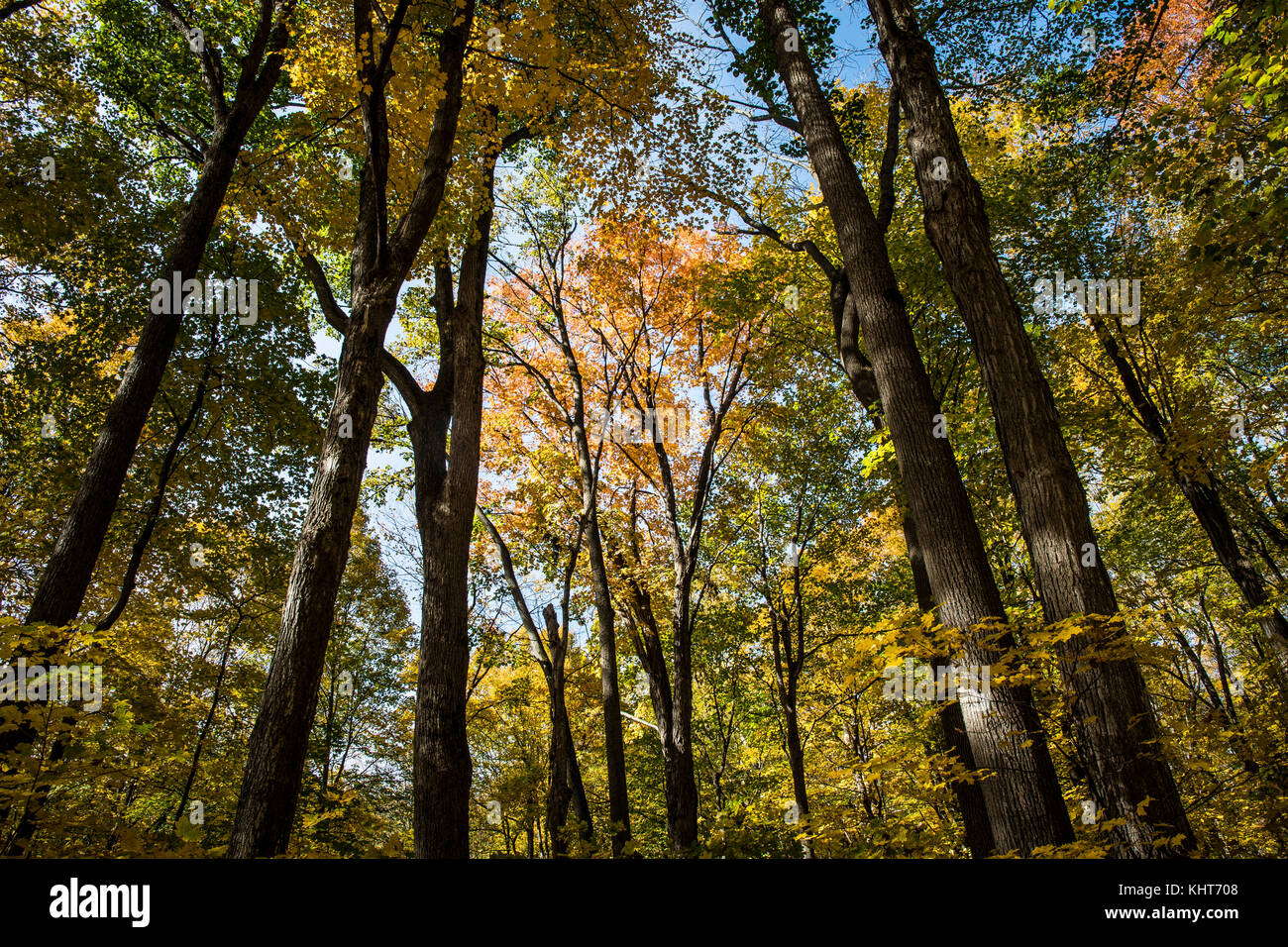 Marcher dans la forêt pendant des couleurs d'automne Banque D'Images