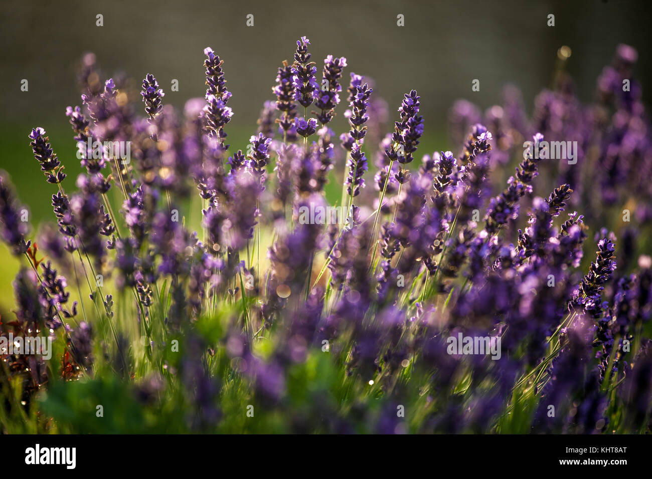 Fleur de lavande bien-être fleurs d'herbes de jardin parfumées de lavande Banque D'Images