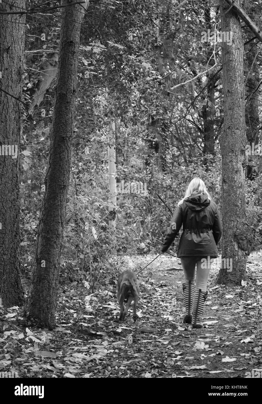 Braque de promenade de chiens dans les feuilles d'automne Banque D'Images