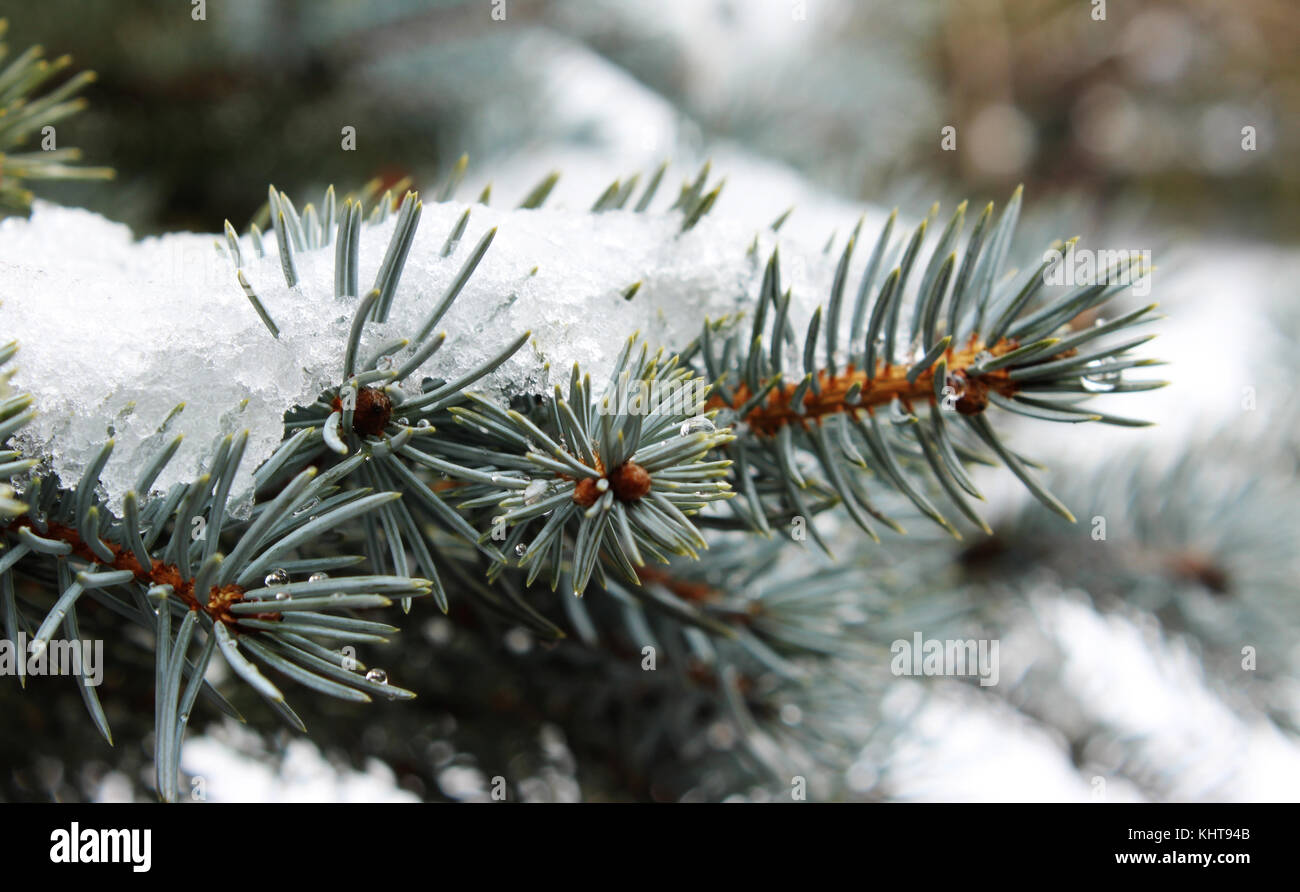 pin sous la neige Banque D'Images