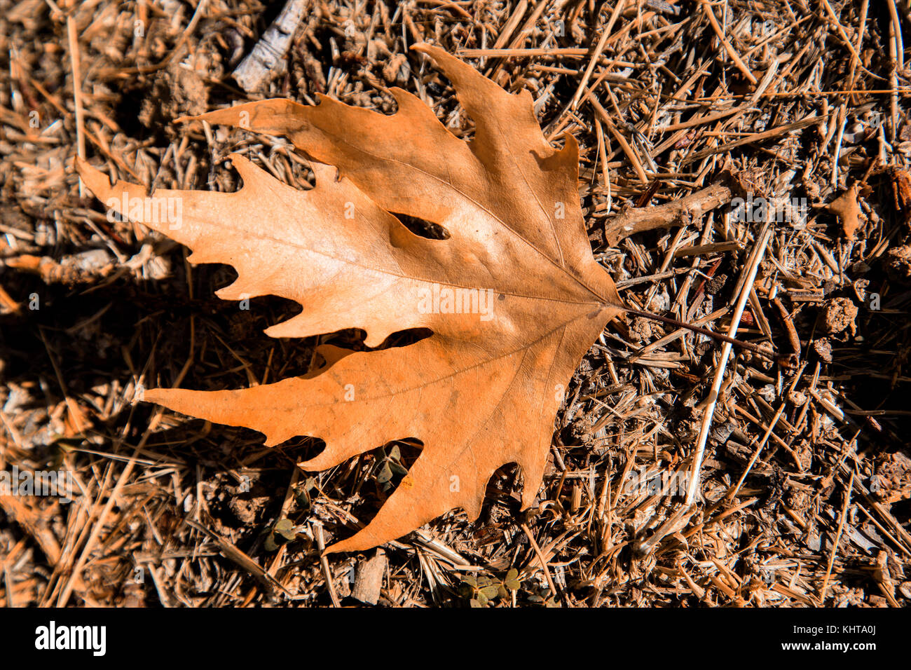 Platane feuilles automne Banque D'Images