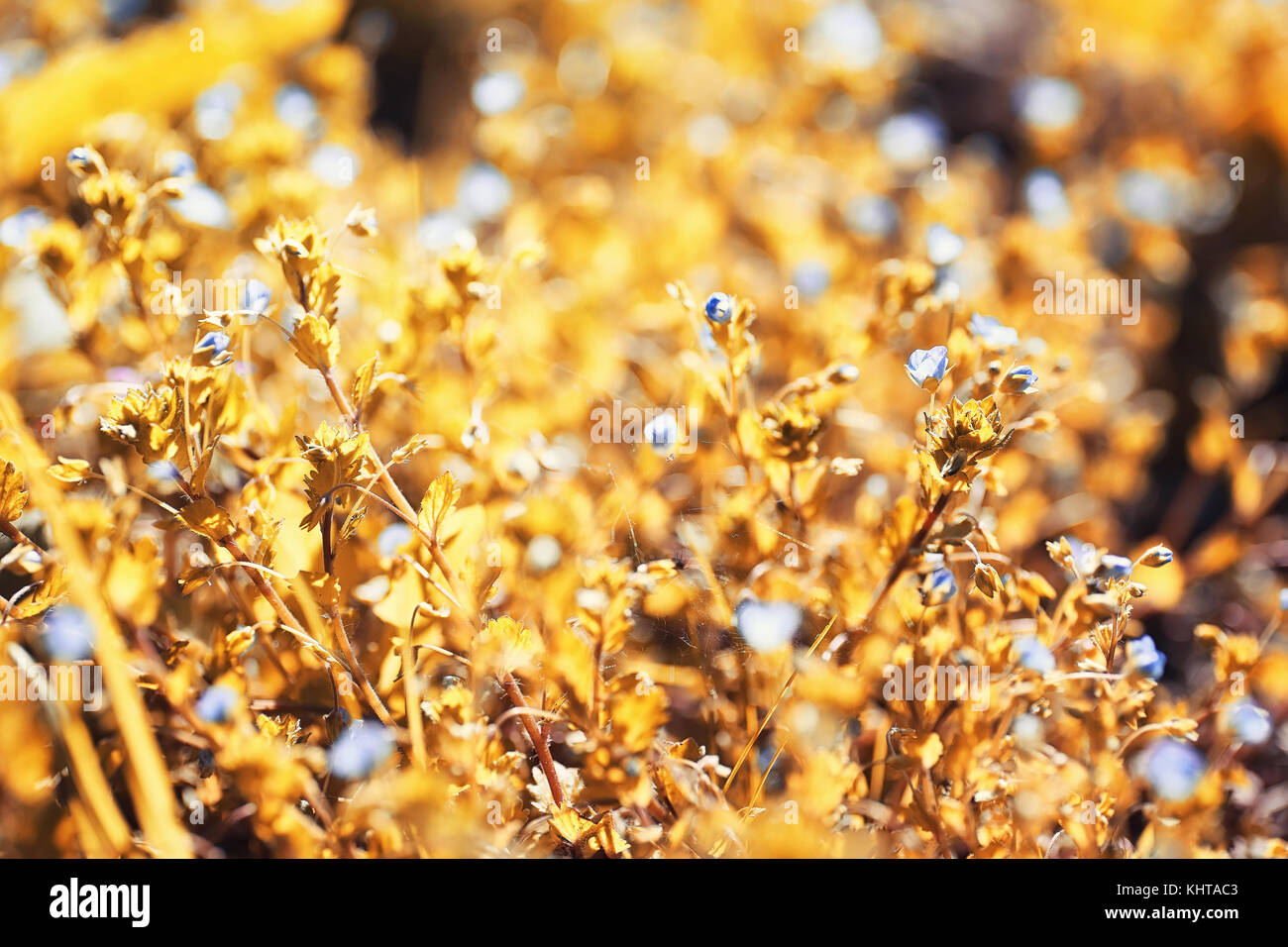 Automne nature. feuilles et avec les feuilles jaunes dans la p Banque D'Images Automne nature. feuilles et avec les feuilles jaunes dans la p Banque D'Images