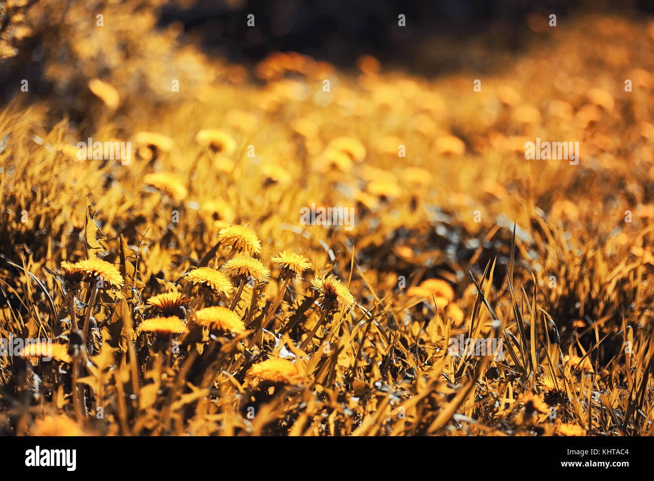 Automne nature. feuilles et avec les feuilles jaunes dans la p Banque D'Images Automne nature. feuilles et avec les feuilles jaunes dans la p Banque D'Images