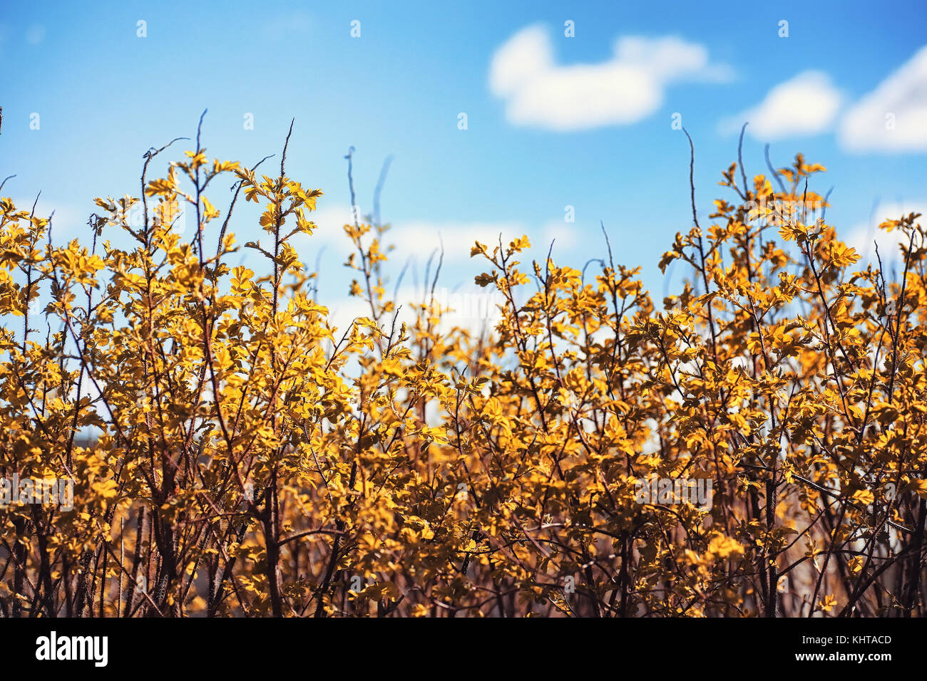 Automne nature. feuilles et avec les feuilles jaunes dans la p Banque D'Images Automne nature. feuilles et avec les feuilles jaunes dans la p Banque D'Images