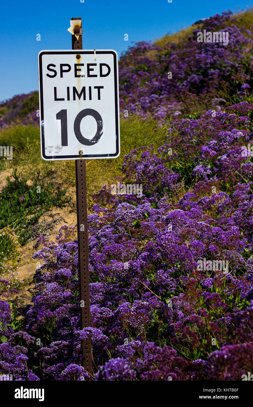 Belles fleurs pourpres entourant un panneau de limite de vitesse au cours de la Californie 'Super Bloom' de 2017 Banque D'Images