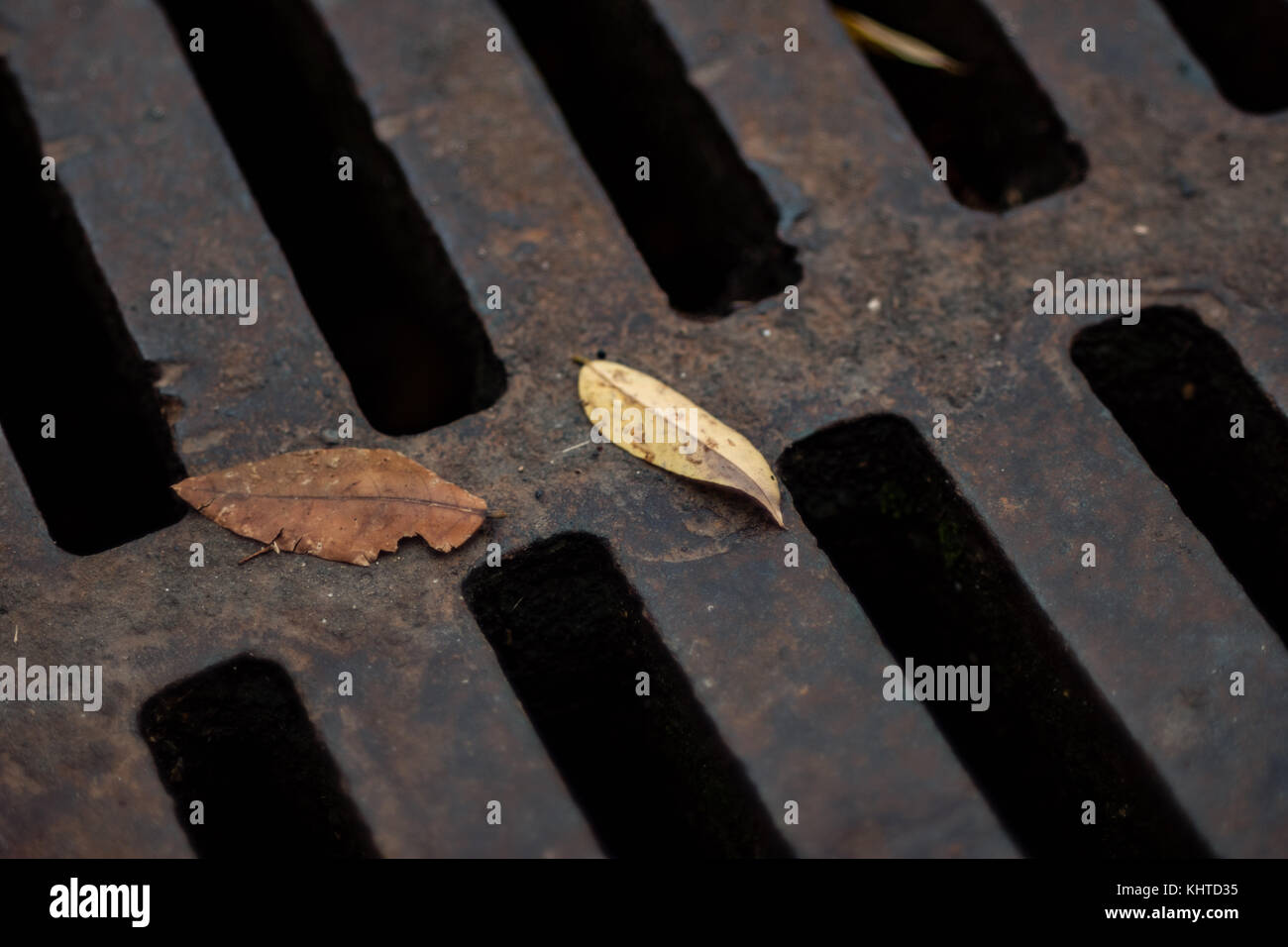 Les feuilles d'automne sur les égouts de drainage berline avec caillebotis Banque D'Images