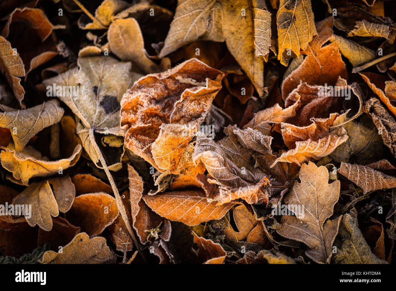Le gel couvrait les feuilles d'automne sous le soleil du matin à Swillington, dans le West Yorkshire. Banque D'Images