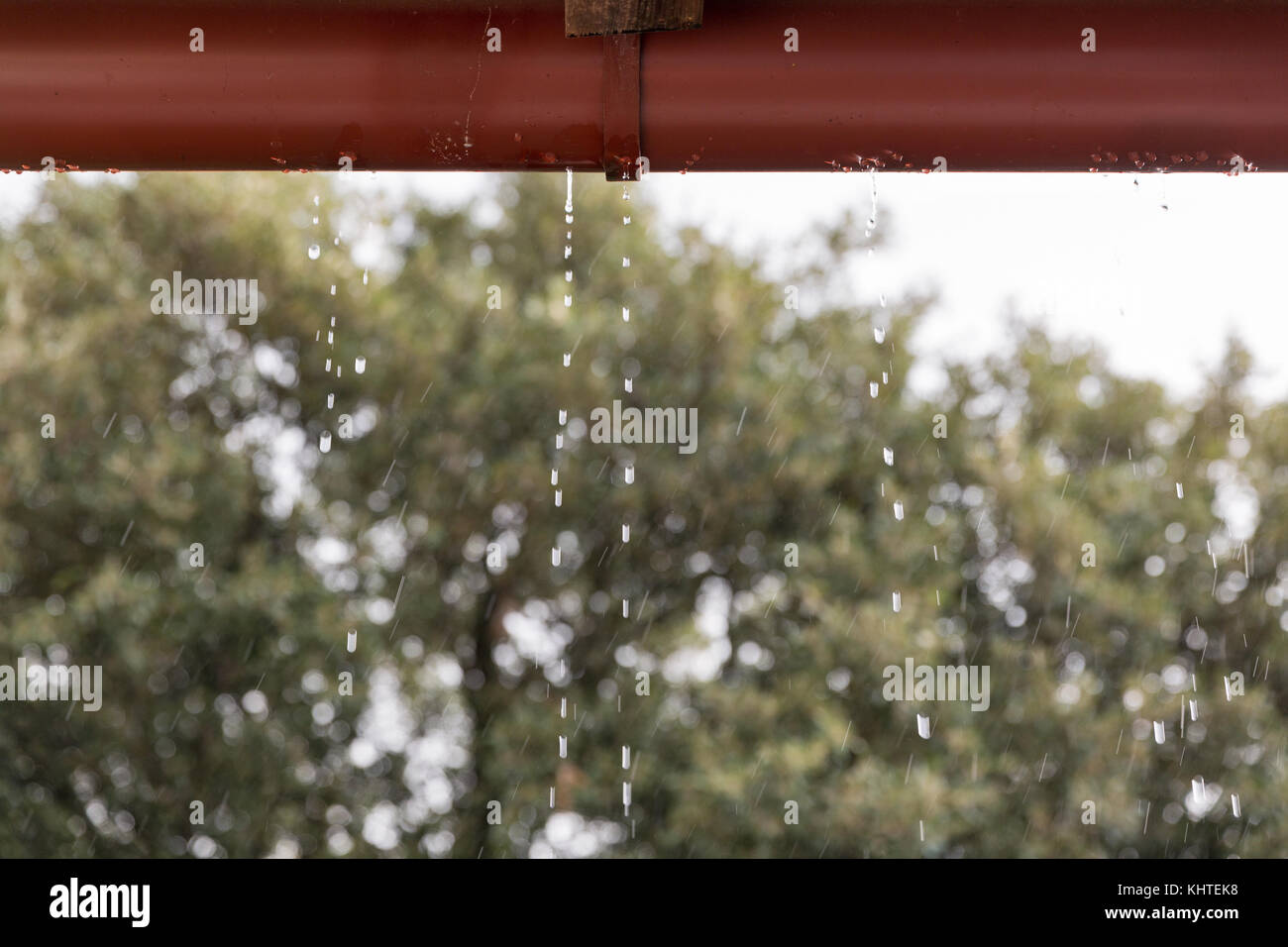 Gouttes de pluie sur une toiture métallique caniveau libre contre un arrière-plan flou de vert des arbres Banque D'Images