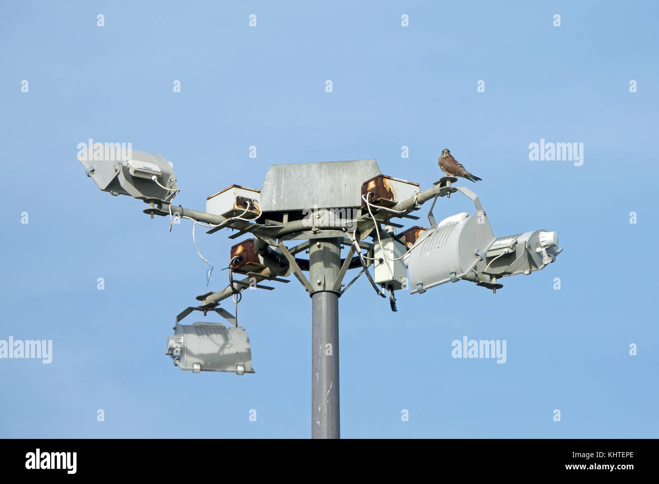 Faucon crécerelle mâle sur les projecteurs de sécurité. Banque D'Images