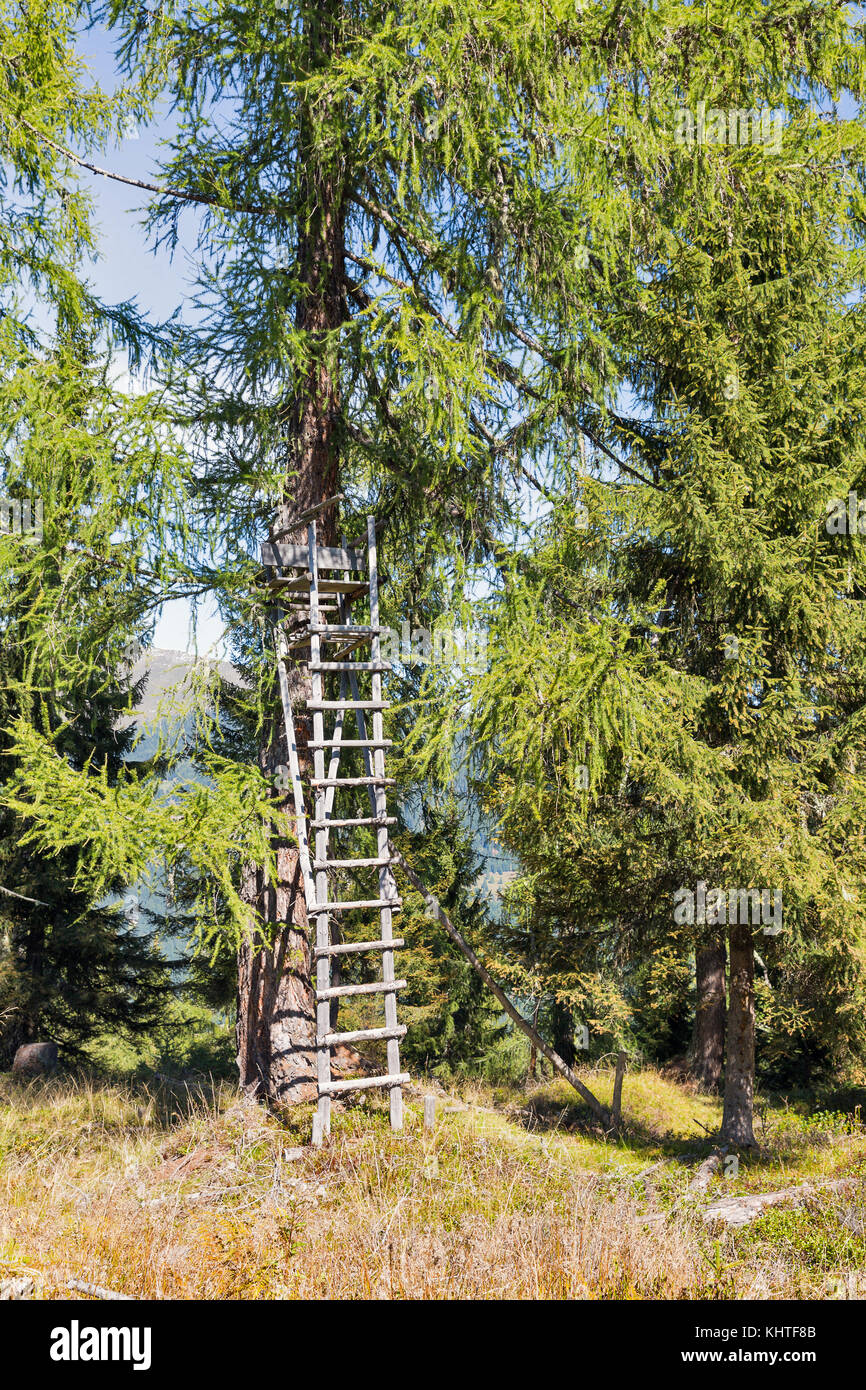 Tour de chasse en forêt de montagne dans l'ouest de la Carinthie, Autriche. Banque D'Images