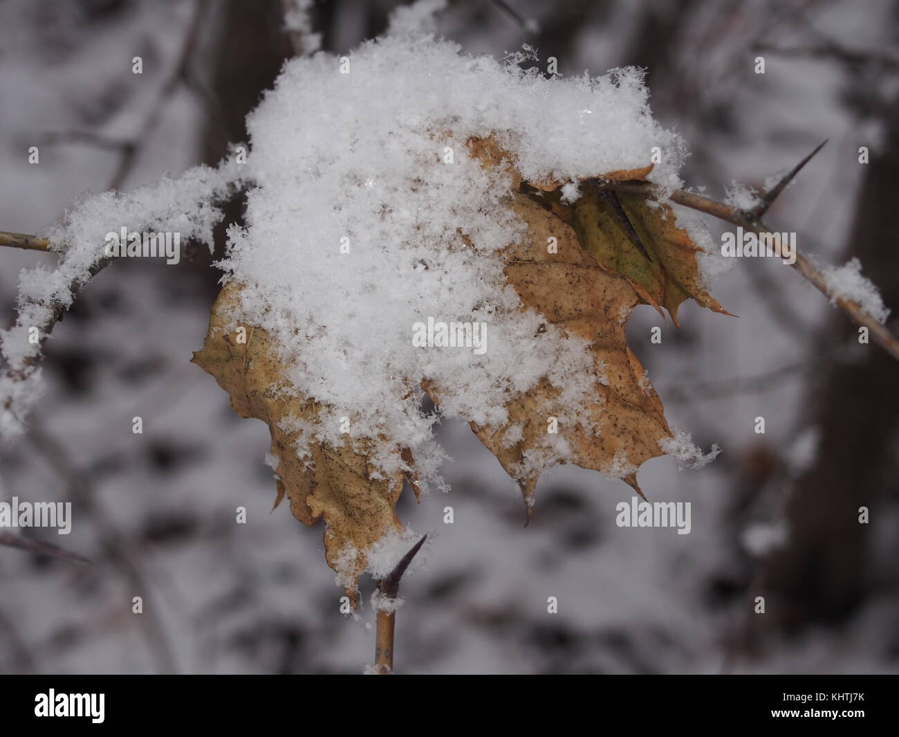 Tombée automne feuille d'érable flétri accroché dans les branches d'aubépines. La feuille est couverte de neige. close-up. Banque D'Images