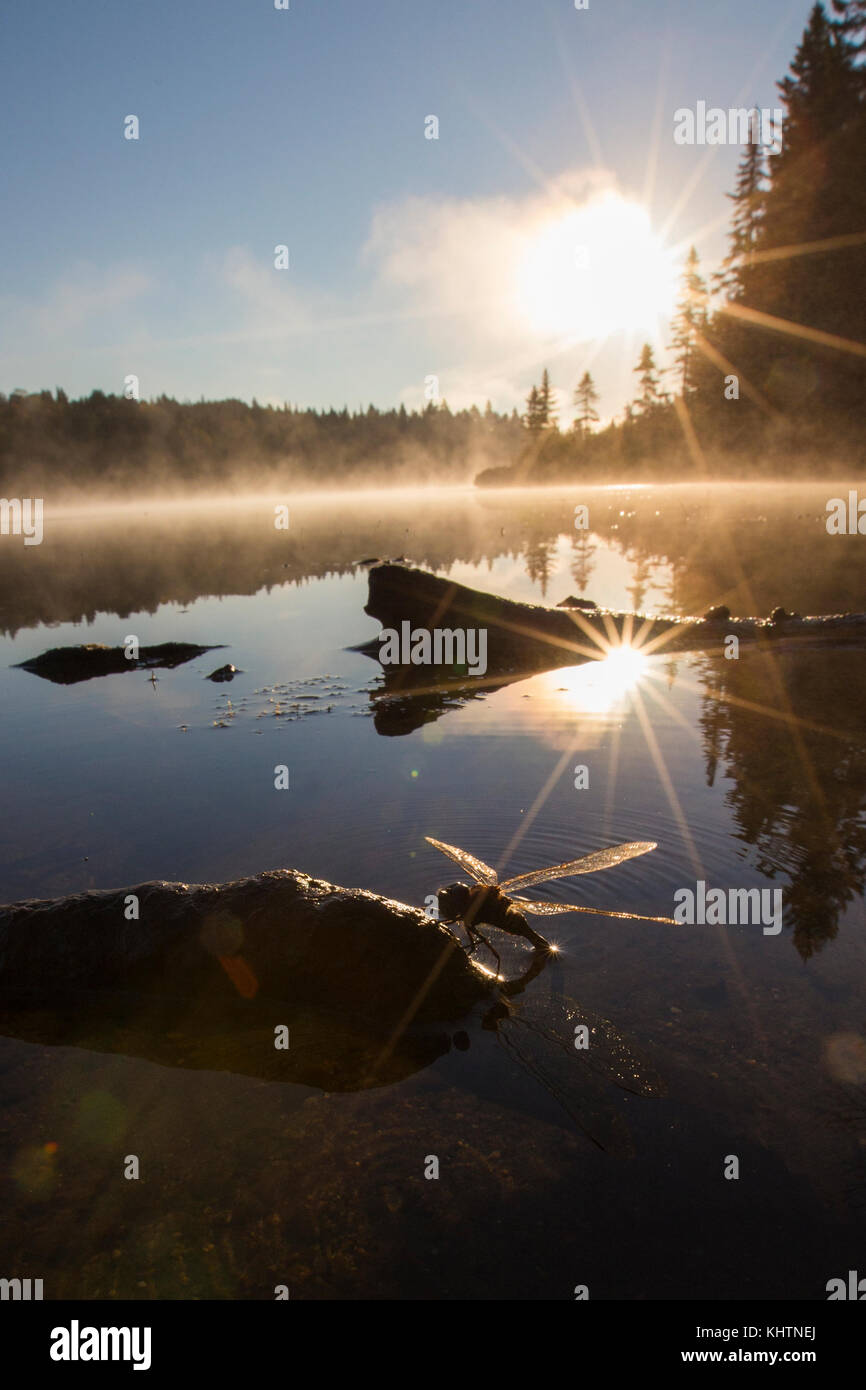 Libellule en ponte dans le coucher du soleil Banque D'Images