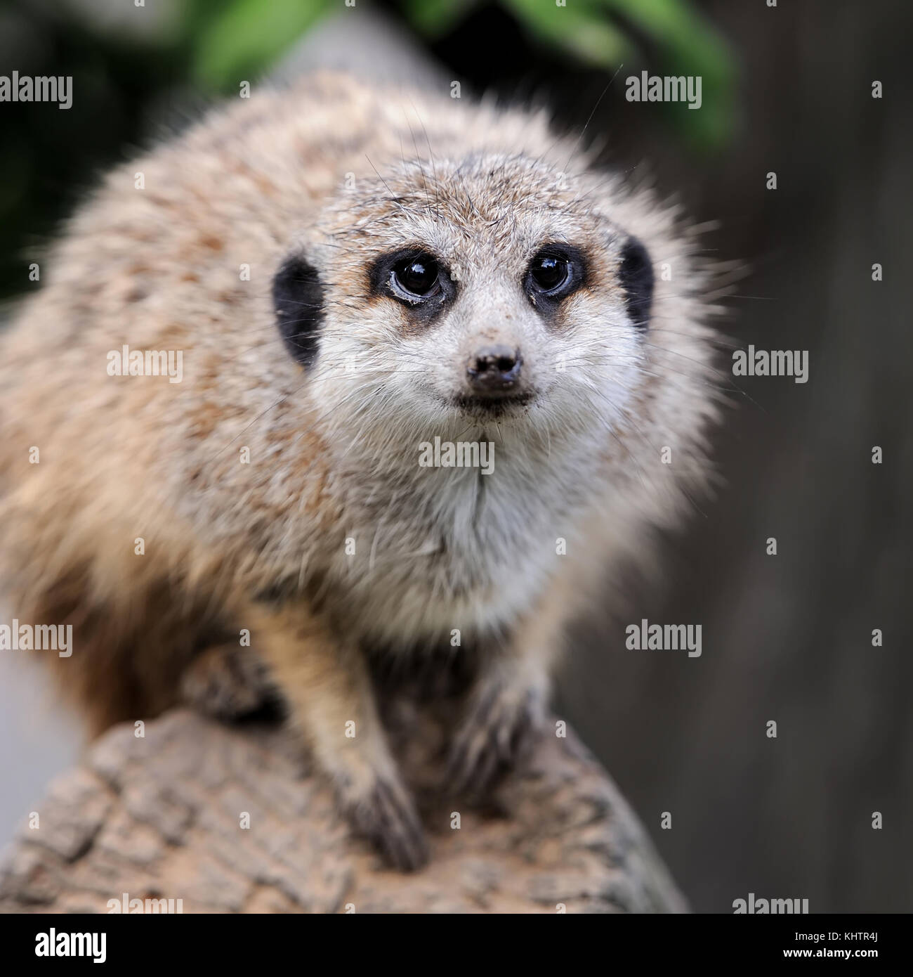 Fermer meerkat sur branch dans la nature Banque D'Images