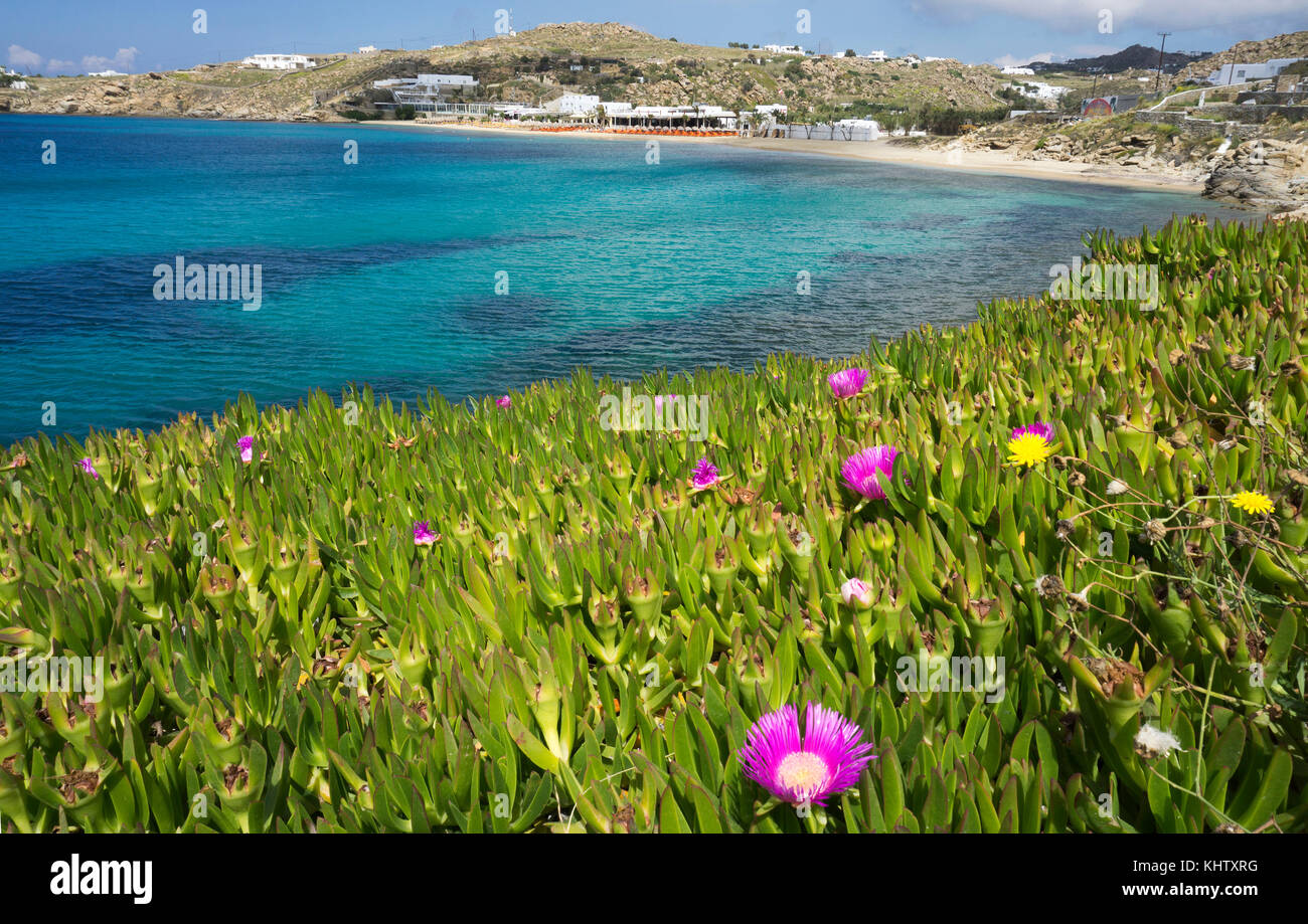 Carpobrotus acinaciformis tété (géant), la végétation de la côte à côté de Paradise beach, l'île de Mykonos, Cyclades, Mer Égée, Grèce Banque D'Images