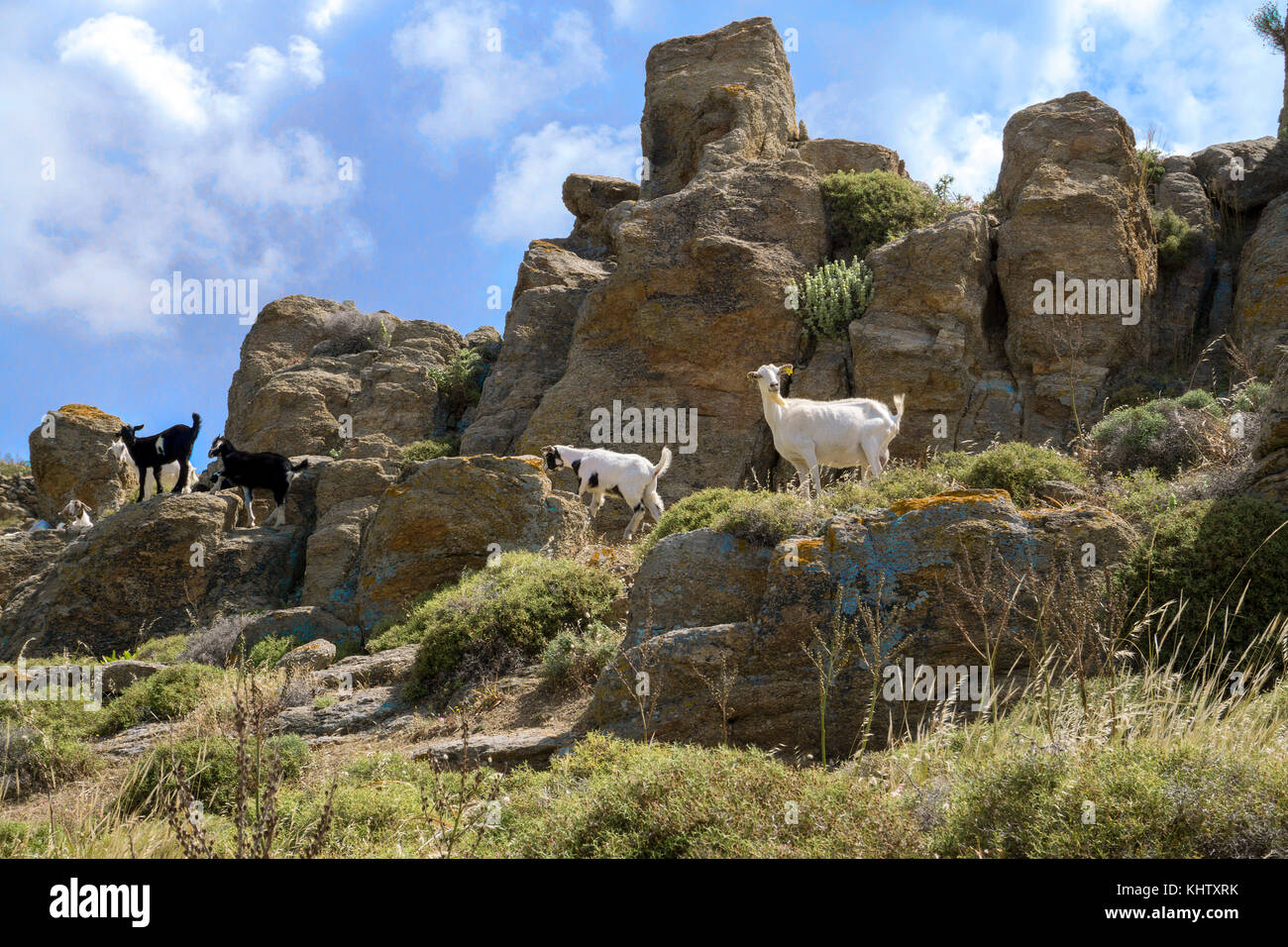 Chèvres (Capra hircus) sur des rochers, l'île de Mykonos, Cyclades, Mer Égée, Grèce Banque D'Images