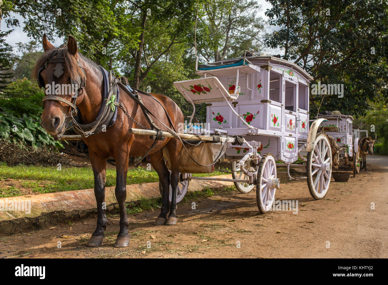 Le vieux cheval style panier à Pyin oo lwin, le Myanmar. Banque D'Images
