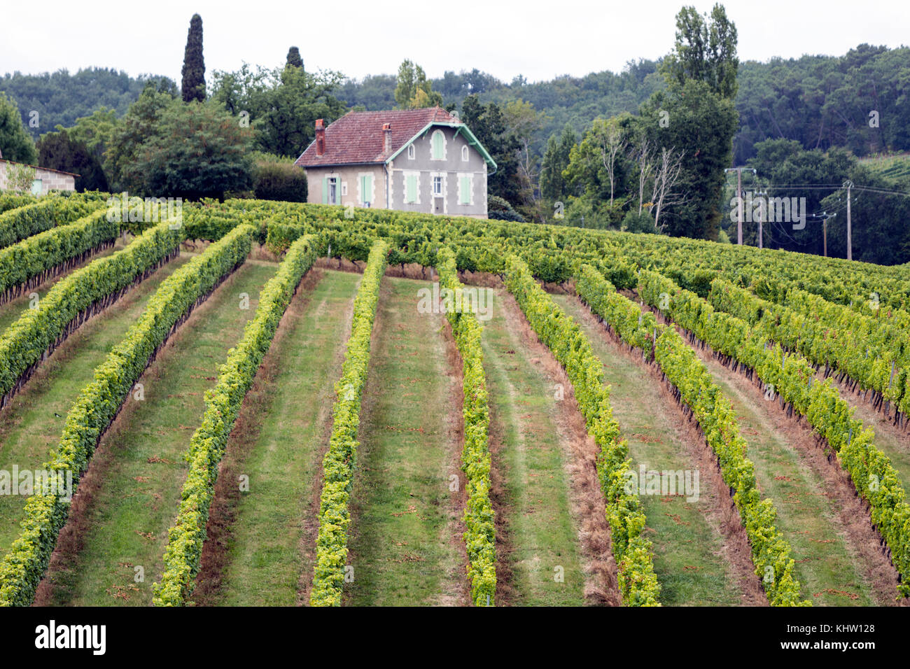 Les raisins des vignobles AOC Monbazillac, dans la région de la rivière Dordogne. Banque D'Images