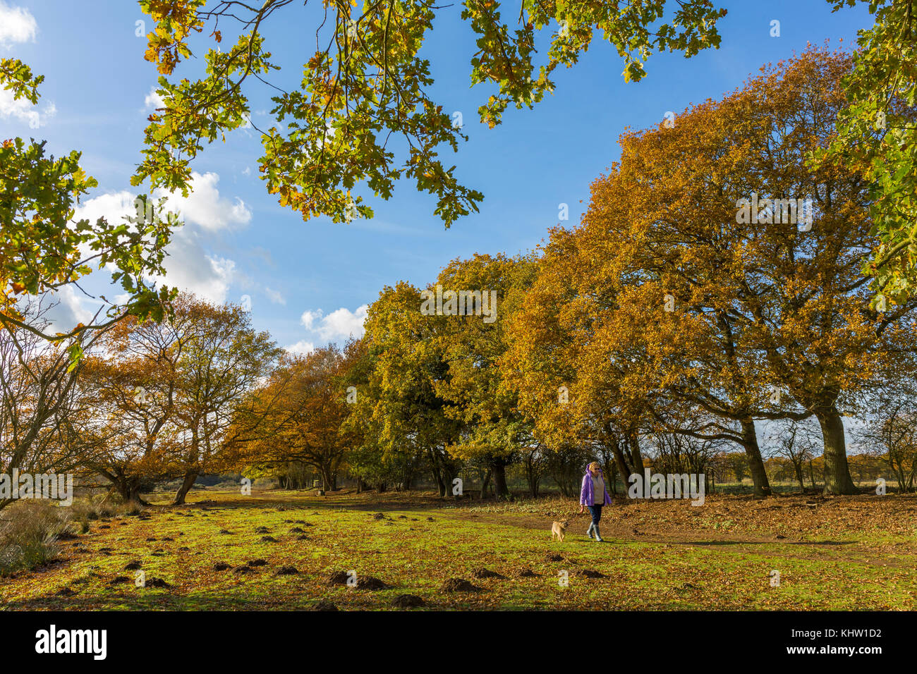 L'automne à Redgrave et Lopham Fen , Suffolk, UK. Banque D'Images