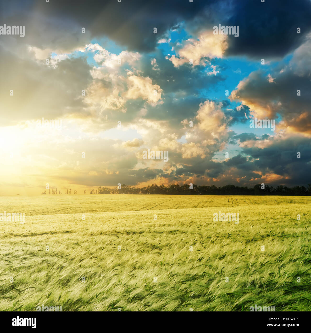 Coucher du soleil brillant dans les nuages au-dessus de champ vert Banque D'Images