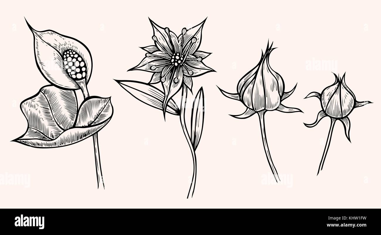 Ensemble de flower isolated on white background, botanical hand drawn doodle sketch marigold, vector illustration pour la conception d'emballages cosmétiques naturelles, thé, Illustration de Vecteur