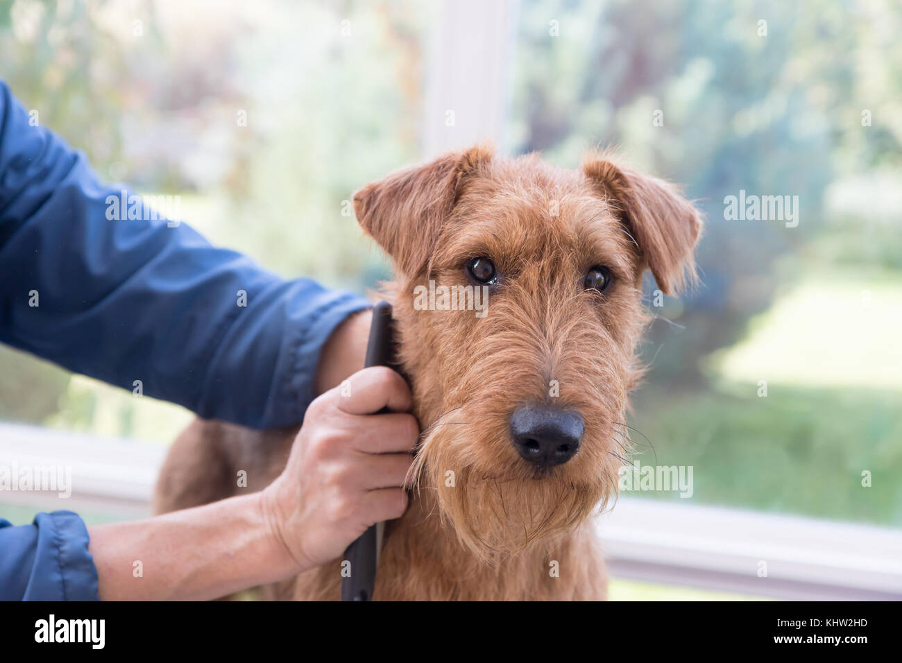 Peignage le cou de terrier irlandais libre Banque D'Images
