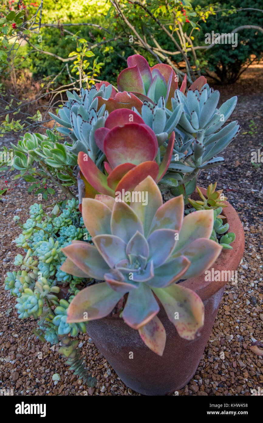 succulentes Banque D'Images