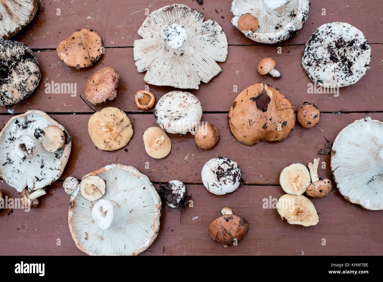 Sélection de champignons fraîchement cueillis sur la surface en bois, overhead view Banque D'Images