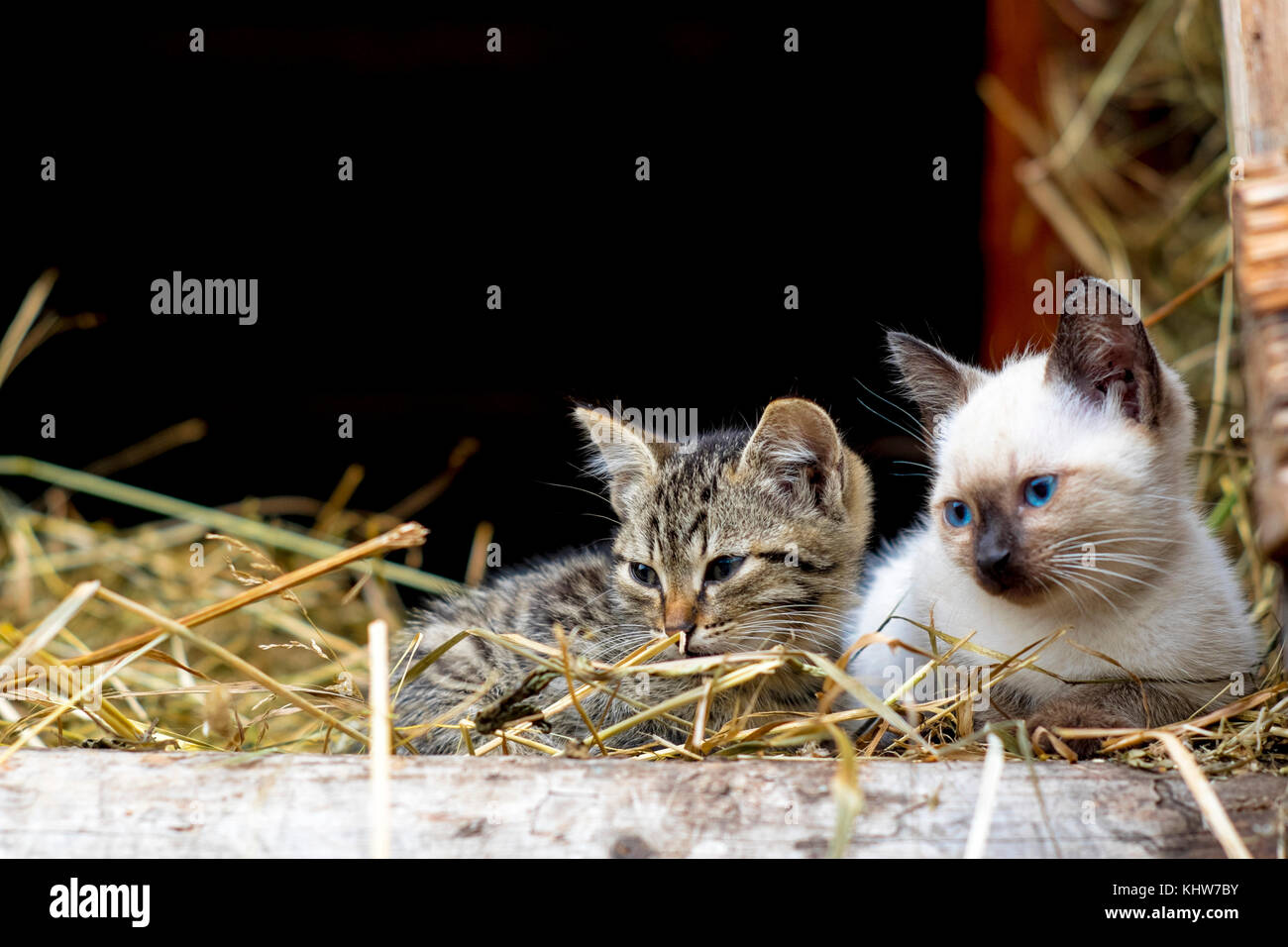 Deux chatons se reposant dans le foin, l'Ural, Sverdlovsk, Russie, Europe Banque D'Images