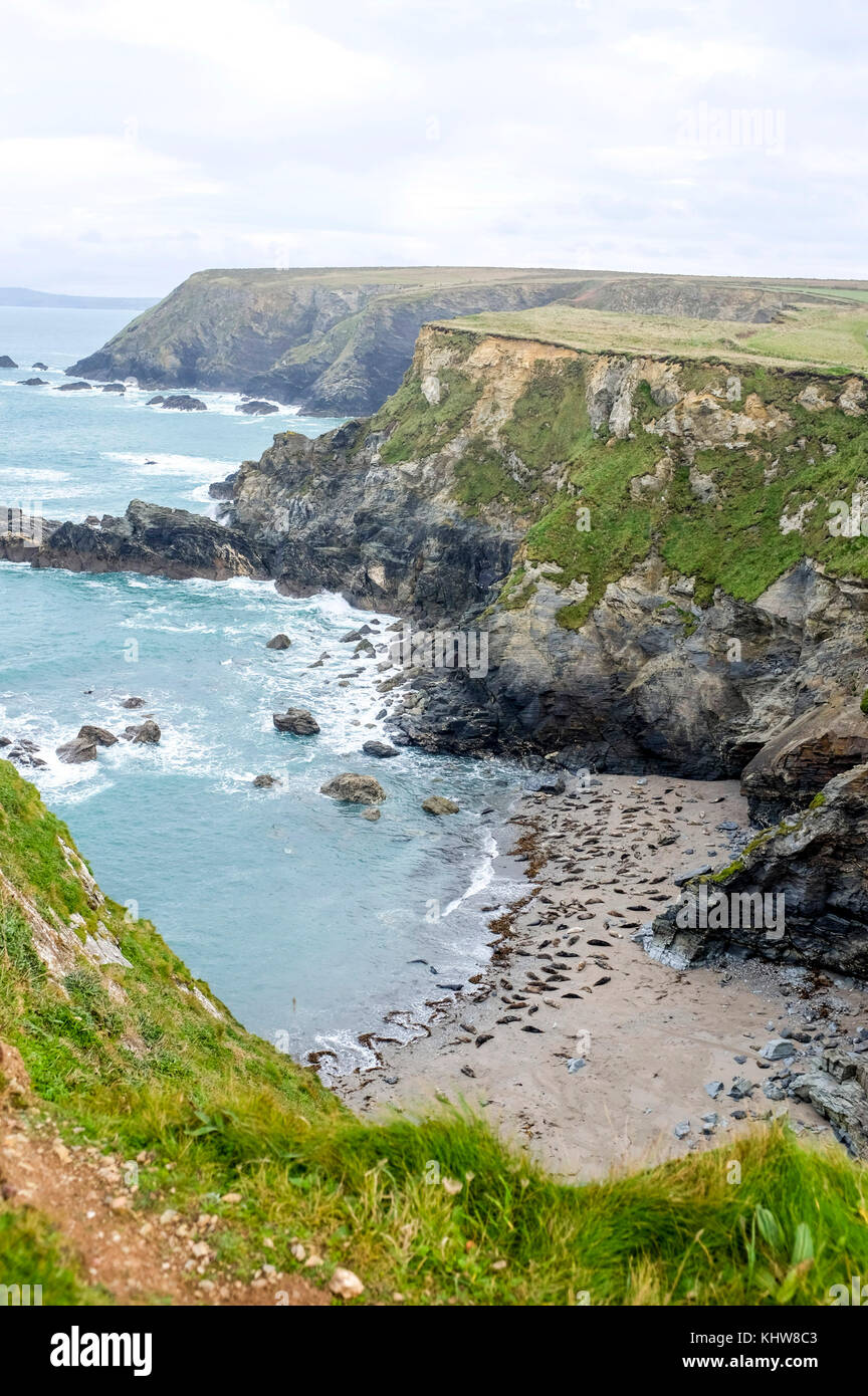 Godrevy Bay Cornwall novembre 2017 - les phoques gris sur la plage abritée de Mutton Cove où ils débarquent pour mue et digérer leur nourriture Banque D'Images