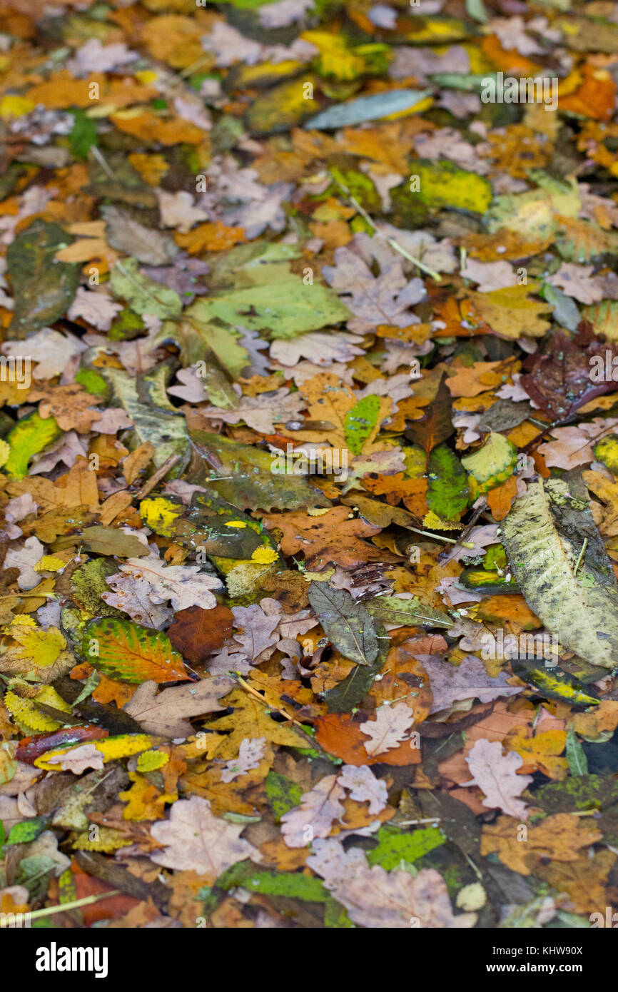 Les feuilles colorées à l'automne Banque D'Images