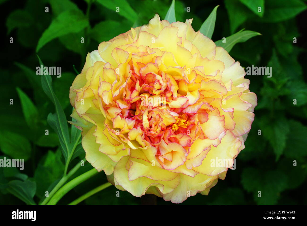 Pivoine arbustive paeonia suffruticosa jaune jin ge kinkaku Photo Stock -  Alamy