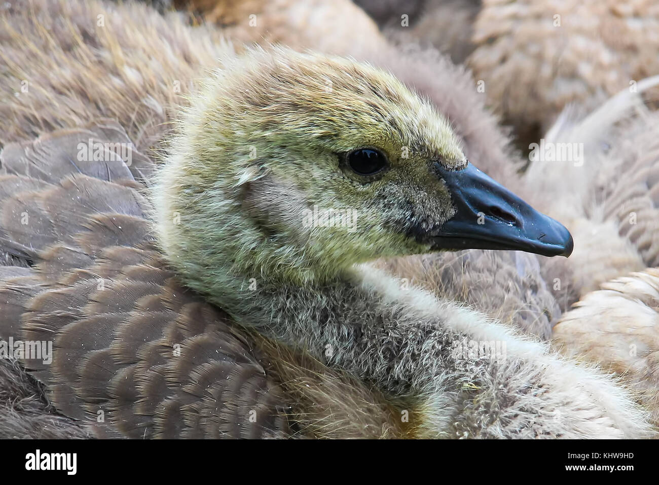Juvenile canada goose Banque de photographies et d'images à haute  résolution - Alamy