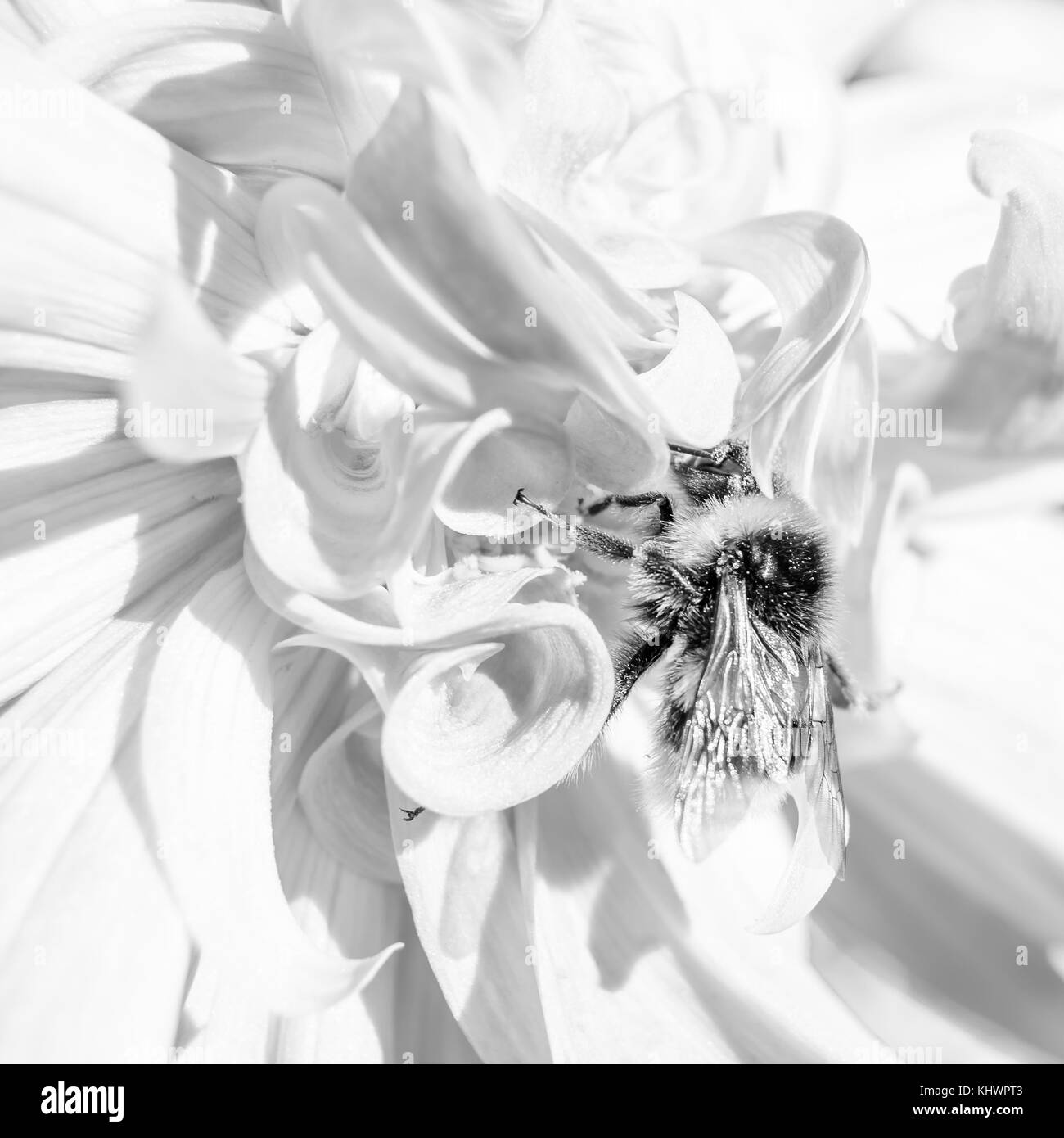 Image Gros plan noir et blanc d'un bourdon et Dahlia fleur Banque D'Images