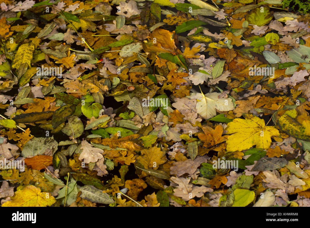 Les feuilles colorées à l'automne Banque D'Images