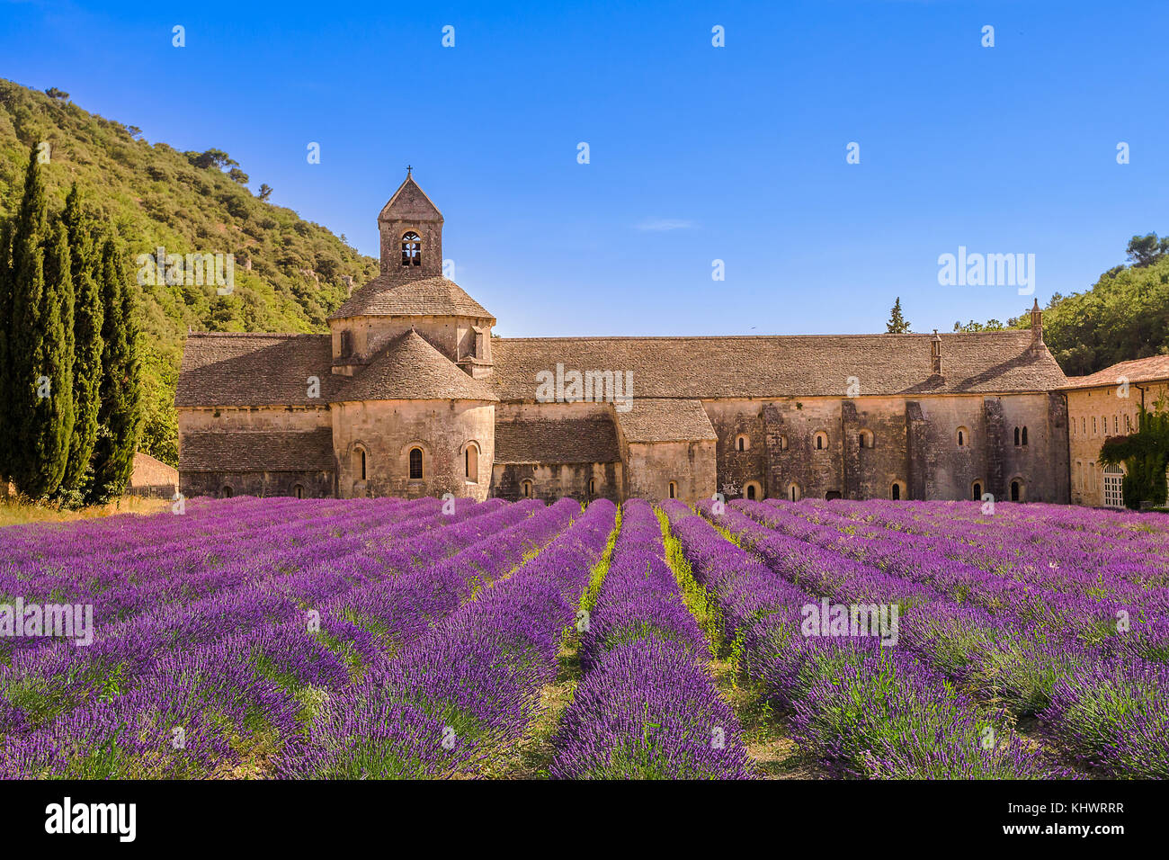 La récolte de lavande en face de l'Abbaye de Sénanque, Gordes, Vaucluse, Provence-Alpes-Côte d'Azur, France, Europe Banque D'Images