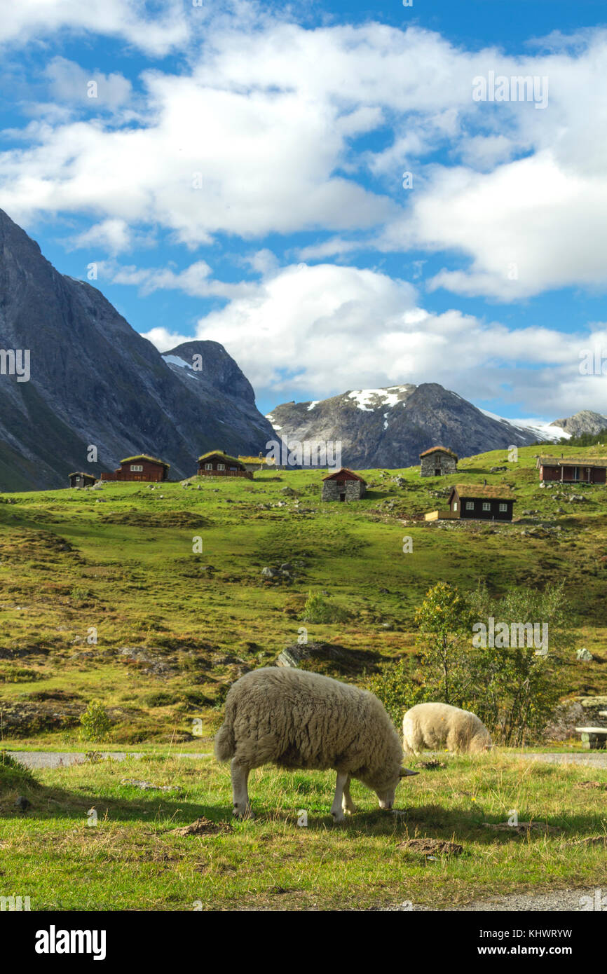 Alpin norvégien mouton manger vert herbe fraîche à flanc de montagne en Norvège avec vue de carte postale de cottages traditionnels en bois en arrière-plan. Banque D'Images